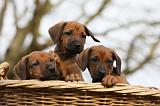 RODESIAN RIDGEBACK 213